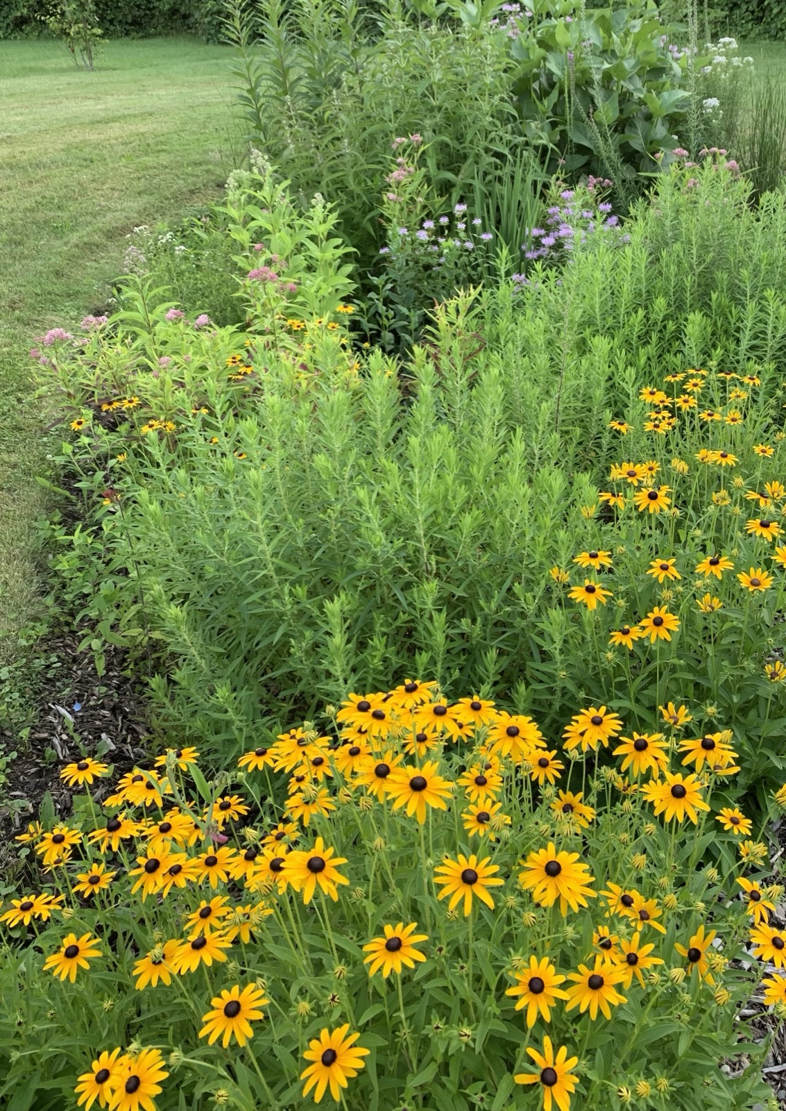 Native garden border with black-eyed Susans and mixed perennials